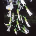 American Yellowwood Flower