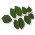 American Yellowwood Leaf