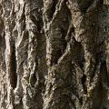 Amur Cork Bark
