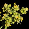 Amur Cork Flower