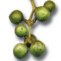 Amur Cork Fruit