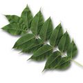 Amur Cork Leaf