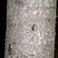 Atlas Cedar Bark