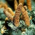 Atlas Cedar Flower