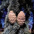 Atlas Cedar Fruit