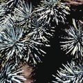 Atlas Cedar Leaf