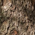 Black Cherry Bark
