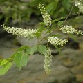 Black Cherry Flower