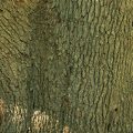 Black Tupelo Bark