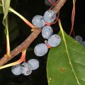 Black Tupelo Fruit