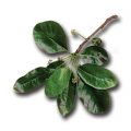Black Tupelo Leaf