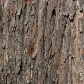 Common Bald Cypress Bark