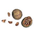 Common Bald Cypress Fruit