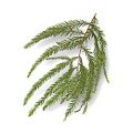 Common Bald Cypress Leaf