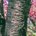 Kwanzan Flowering Cherry Bark