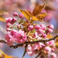 Kwanzan Flowering Cherry Flowers