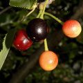 Kwanzan Flowering Cherry Fruit