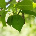 Kwanzan Flowering Cherry Leaves