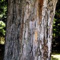 Sugar Maple Bark