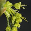 Sugar Maple Flower
