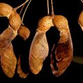 Sugar Maple Fruit