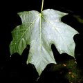 Sugar Maple Leaf