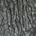 Sweetgum Bark