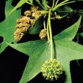 Sweetgum Flower