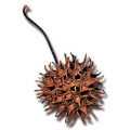 Sweetgum Fruit
