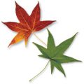 Sweetgum Leaves