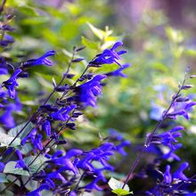 Anise Scented Sage