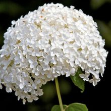 Annabelle Hydrangea