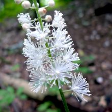 Black Cohosh