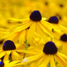 Black Eyed Susan