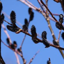 Black Pussy Willow