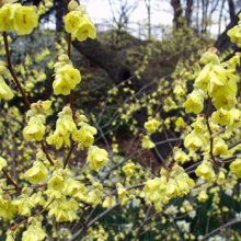 Blooms Buttercup Winterhazel
