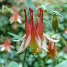 Blooms Columbine