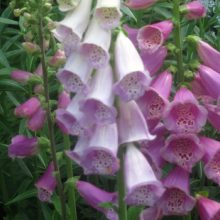 Blooms Foxglove
