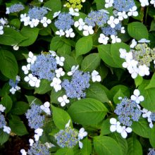 Blue Lacecap Hydrangea