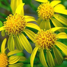 Cutleaf Coneflower