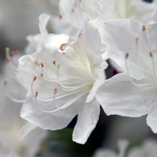 Delaware Valley White Azalea