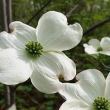 Flowering Dogwood