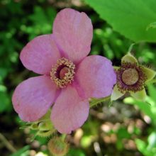 Flowering Raspberry