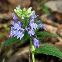 Great Blue Lobelia