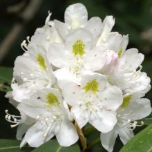 Great Laurel
