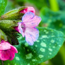 Roy Davidson Lungwort