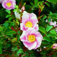 Wild Rose