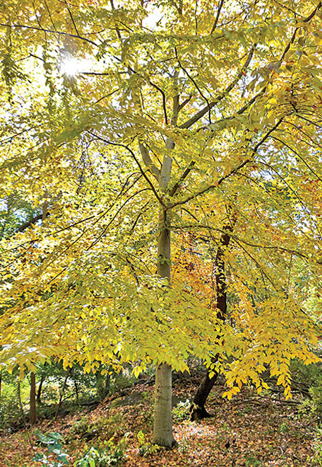 American Beech Tree