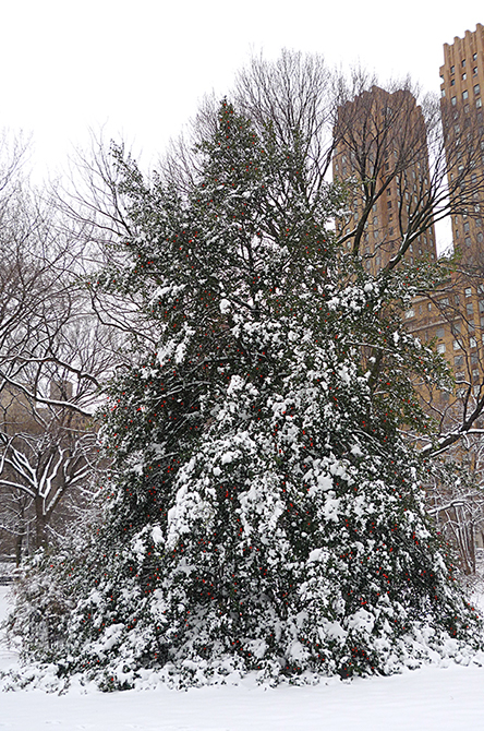 American Holly Tree