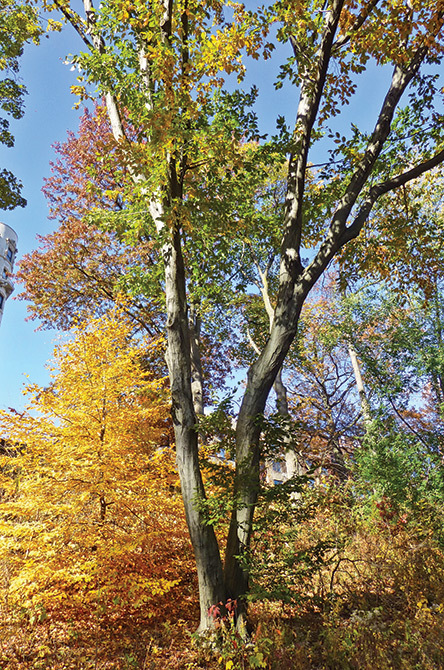 American Hornbeam Tree